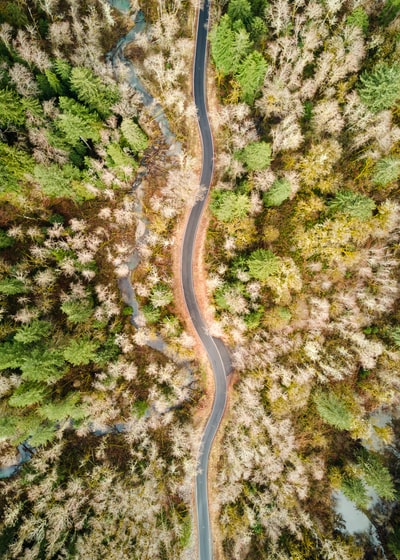 鸟瞰图树木之间的道路
